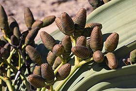 Welwitschia mirablis