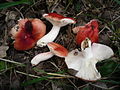 !Russula persicina!