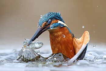 Un martin-pêcheur d'Europe (Alcedo atthis) pêchant dans les eaux du Pô. Cette image a été nommée Image de l'année 2020 sur Wikimedia Commons et a remporté le second prix de l'édition 2020 de Wiki Loves Earth. (définition réelle 2 819 × 1 879)