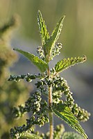 Kandali (Urtica dioica)