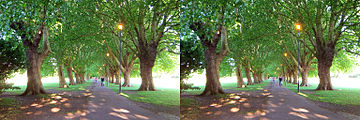 Avenue of London plane trees on Jesus Green, Cambridge, England.