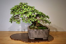 Zdjęcie daglezji zielonej w doniczce uformowanej na drzewko bonsai.