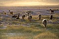 Troupeau de lamas blancs dans le désert d'Atacama, au Chili