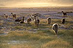 Llamas en San Pedro de Atacama