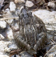 Description de l'image Leptodactylus fuscus.jpg.