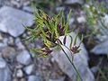 Alpinė miglė (Poa alpina)