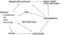 Image 68Sea ice food web and the microbial loop. AAnP = aerobic anaerobic phototroph, DOC = dissolved organic carbon, DOM = dissolved organic matter, POC = particulate organic carbon, PR = proteorhodopsins. (from Marine food web)