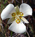 Calochortus nuttallii (loa kèn Sego)