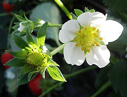 Fragaria vesca