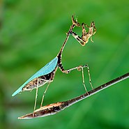 Богомол Sybilla pretiosa з підродини Sibyllinae, Hymenopodidae (ПАР)