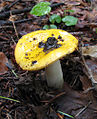 Russula flava