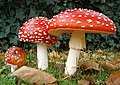 Fliegenpilz (Amanita muscaria)