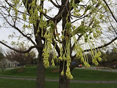 Flowers in spring