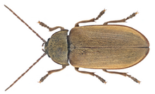 Dascillus cervinus (Linné, 1758) (21706735761).png