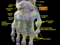 Wrist joint. Deep dissection. Posterior view.