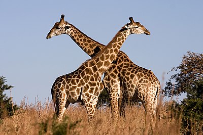 Twee vegtende Kameelperde (Giraffa camelopardalis giraffa) in die Ithala Wildreservaat in noordelike KwaZulu-Natal, Suid-Afrika.