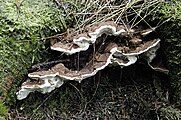 Der Pilz Fomes annosus bildet flüchtiges Hexatriin