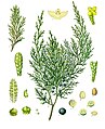 Juniperus sabina L.