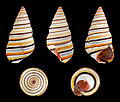 Image 9 Liguus virgineus Photograph: H. Zell Liguus virgineus, also known as the candy cane snail, is a species of snail in the family Orthalicidae. It is native to the Caribbean island of Hispaniola, in the nations of Haiti and the Dominican Republic. There have also been at least three reports of living specimens being found in the Florida Keys of the United States. The snail lives on trees and feeds on moss, fungi and microscopic algae covering the bark. More selected pictures