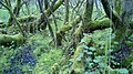 The wet and damp bog provides a good environment for mosses