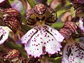 Orchis purpurea