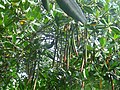 Propagules growing before dropping from the parent plant in the Puerto Mosquito Bio Bay, Vieques.