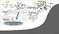 Image 61 Roles of fungi in the marine carbon cycle Roles of fungi in the marine carbon cycle by processing phytoplankton-derived organic matter. Parasitic fungi, as well as saprotrophic fungi, directly assimilate phytoplankton organic carbon. By releasing zoospores, the fungi bridge the trophic linkage to zooplankton, known as the mycoloop. By modifying the particulate and dissolved organic carbon, they can affect bacteria and the microbial loop. These processes may modify marine snow chemical composition and the subsequent functioning of the biological carbon pump. (from Marine fungi)