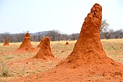 Krugow termit yn Namibi