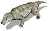 Thrinaxodon liorhinus, un possible avantpassat teràpsid dels mamífers.