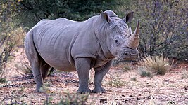 White rhinoceros (Ceratotherium simum)