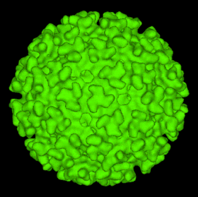 Um modelo gerado por computador da superfície de um Alphavirus derivado por microscopia crioeletrônica. As estruturas semelhantes a espigas na superfície do vírion são trímeros compostos por heterodímeros das glicoproteínas E1 e E2 da superfície do vírion. Esses picos são usados pelo vírus para se ligar a células animais suscetíveis
