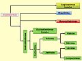 Sistema de clasificación APG III