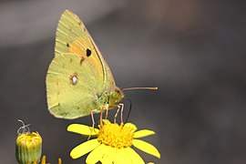 Postillon an den Nordhängen des Ätna