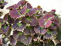 Coleus sp. 5