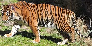 Tiger (Panthera tigris)