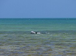 Bottlenose dolphins swimming just off the beach