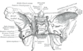 Sphenoid bone. Upper surface.