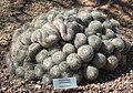 Mammillaria spinosissima