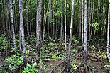 View of the mangroves at the Bakhawan Eco-Park