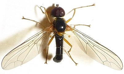 Nephrocerus scutellatus, Nephrocerinae