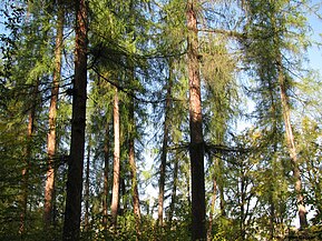 Pădurea de larice