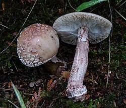 Roosa kärbseseen Amanita rubescens