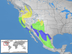 Distribución Amarillo = verano solamente Azul = invierno solamente Verde = todo el año