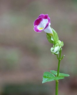 Torenia fournieri