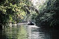 Balade en bateau dans les canaux de Tortuguero.