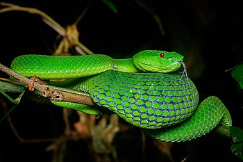 Trimeresurus popeiorum