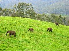 Wild elephants, Munnar.jpg