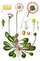 Tusindfryd (Bellis perennis), et medlem af den store gruppe af tokimbladede.
