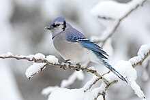 Blåskrikje, Cyanocitta cristata