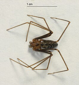 Drymusidae